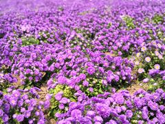 -莲花山花海