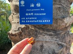 -中国科学院西双版纳热带植物园