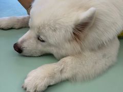 -怪兽屋·羊驼·猫咖·狗咖(俊华广场店)