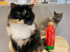 -楼上猫咖(罗湖店)