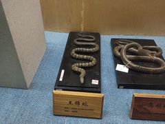 -陕西自然博物馆