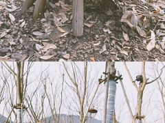 -春色如许·茶食餐厅(桃李春风店)