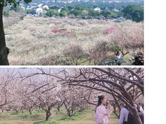-香雪海