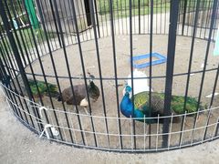 -前小桔亲子创意农场·草莓采摘·露营烧烤