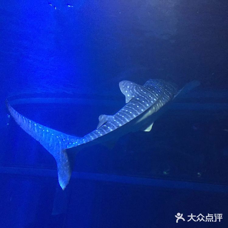 大阪海游馆不可错过
