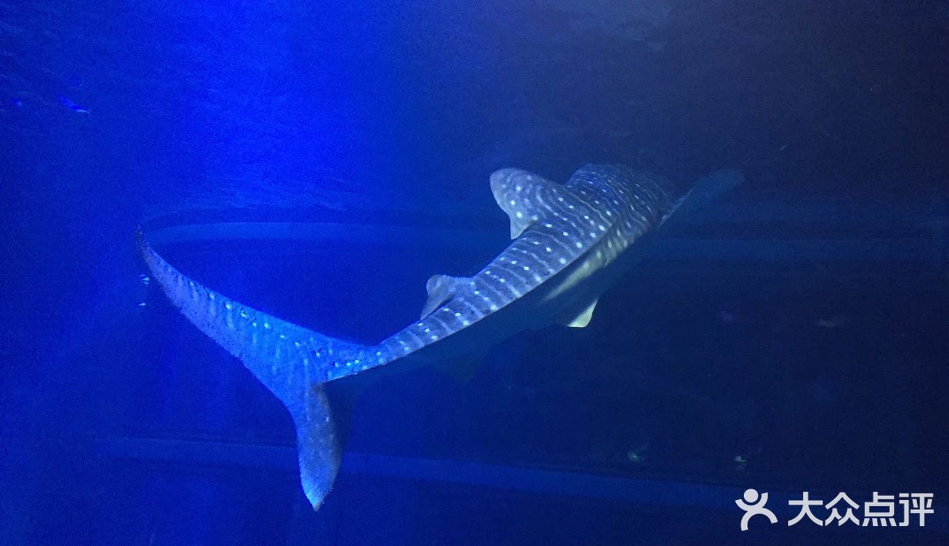 大阪海游馆不可错过