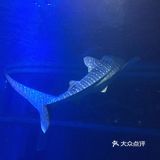 大阪海游馆不可错过