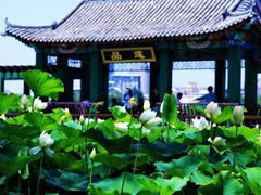 -莲花池公园