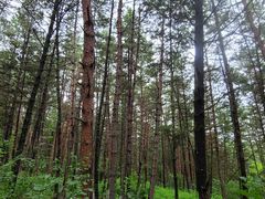 -帽儿山国家森林公园