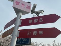 -高东镇樱花园