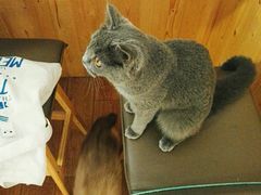 -猫色咖啡·猫咖