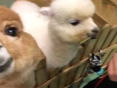 -藦茜花园宠物主题亲子互动体验馆(国顺东路店)