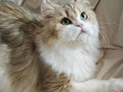 -十月米努特矮脚猫舍