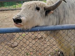 -长白岛森林公园