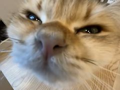 -有喵·猫咖·狗咖·30几只猫10只小狗(岗厦店)