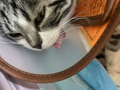 -艾贝尔宠物诊疗