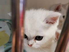 -糯米喵星人总部直营旗舰店·猫舍·幼猫出售