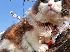 -铁谢李松祖传羊肉汤馆