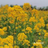 吴家堡油菜花基地