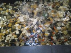 -芳朵美容养生SPA