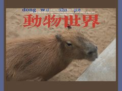 -西霞口神雕山野生动物世界