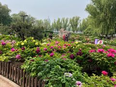 -莲花池公园