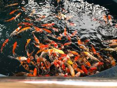 -辛玛王国游乐园