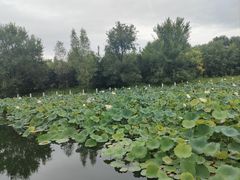 -廊坊市自然公园