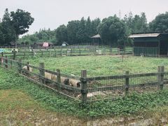 -田园东方蜜桃村的田野营地