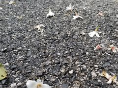 -广州市流溪河国家森林公园
