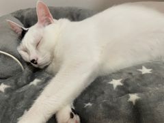 -猫宠乐园·专业洗护