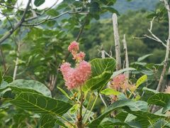 -香山公园