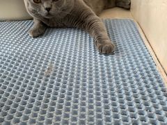 -Catmate·猫肥家润(金润铂宫店)