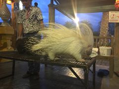 -清迈夜间动物园