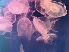 -左海海底世界