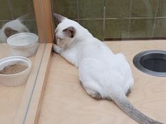 -帕帕拉兹宠物(亚洲旗舰店)