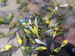 -南宫五洲植物乐园