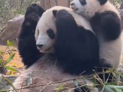 -都江堰中华大熊猫苑