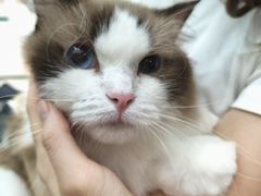 -乐琪宠物医院·犬猫专科·骨外科·急重症