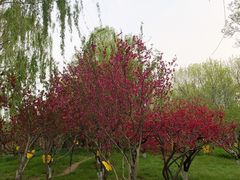 -莲花池公园