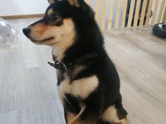 -柴迷FANS CLUB·柴犬狗咖·猫咖