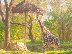 -北京野生动物园