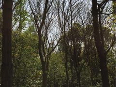 -新江湾城公园