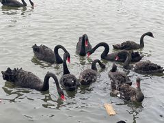 -五缘湾湿地公园