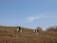 -塞罕坝国家级自然保护区