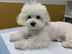 -美联众合动物医院(·中兽医·疑难杂症·严家桥分院)