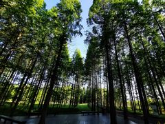 -黄海国家森林公园