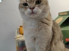 -琪喵猫屋·撸猫猫咖·猫舍