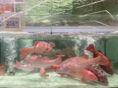 -盒马X会员店(上海森兰商都店)