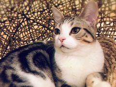 -飞行喵MR PILOT|猫舍·猫咖(静安大融城店)